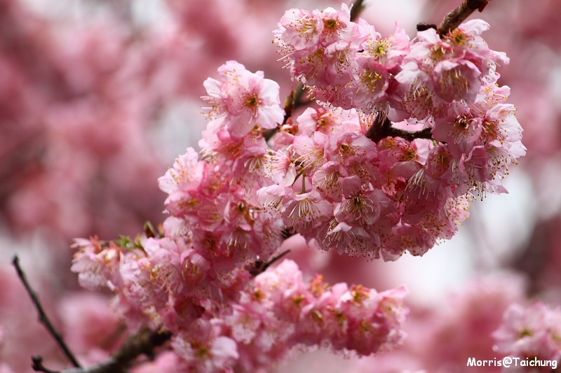 武陵農場粉紅櫻花季 (62)