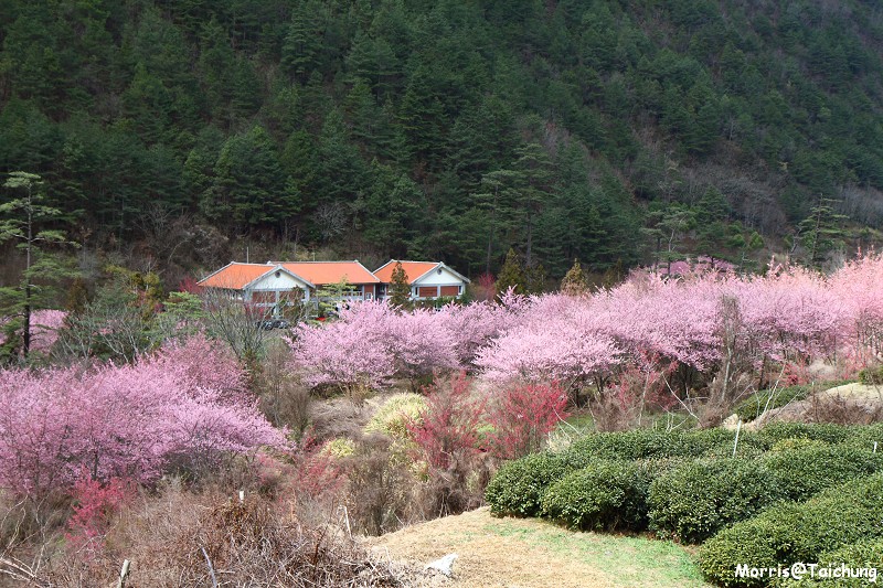 武陵農場粉紅櫻花季 (121)