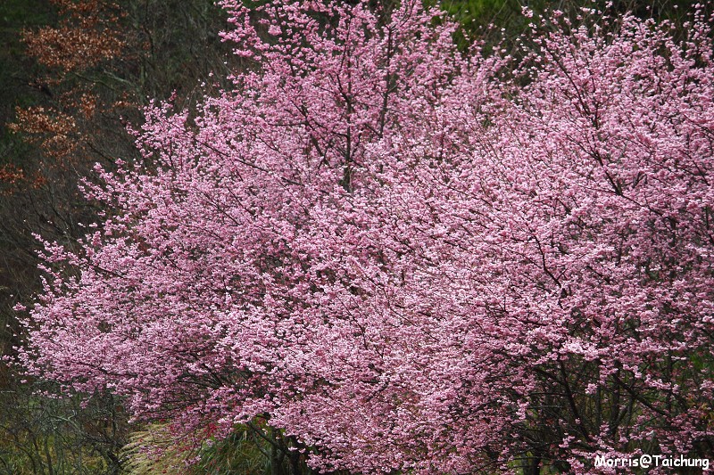 武陵農場粉紅櫻花季 (49)