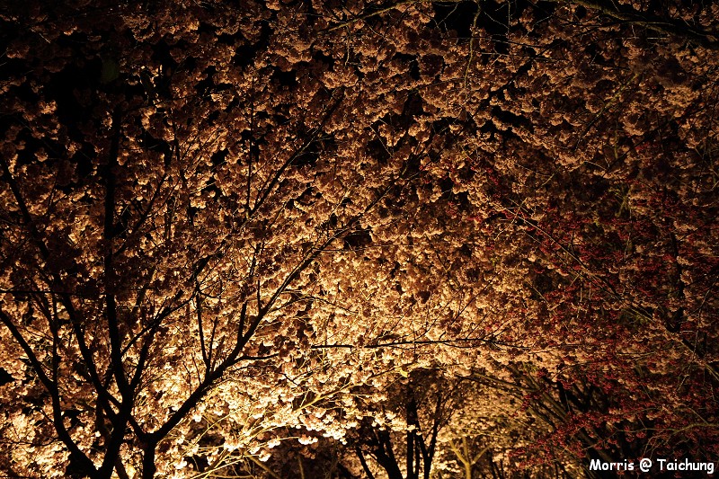 2012 武陵櫻花季