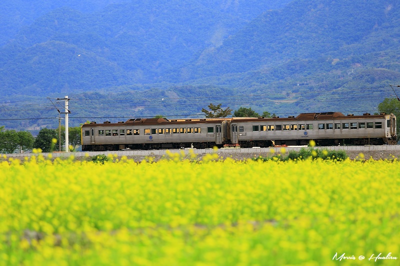 yellowf39