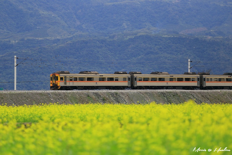 yellowf41